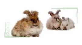 پرورش خرگوش آنقوره در یک نگاه