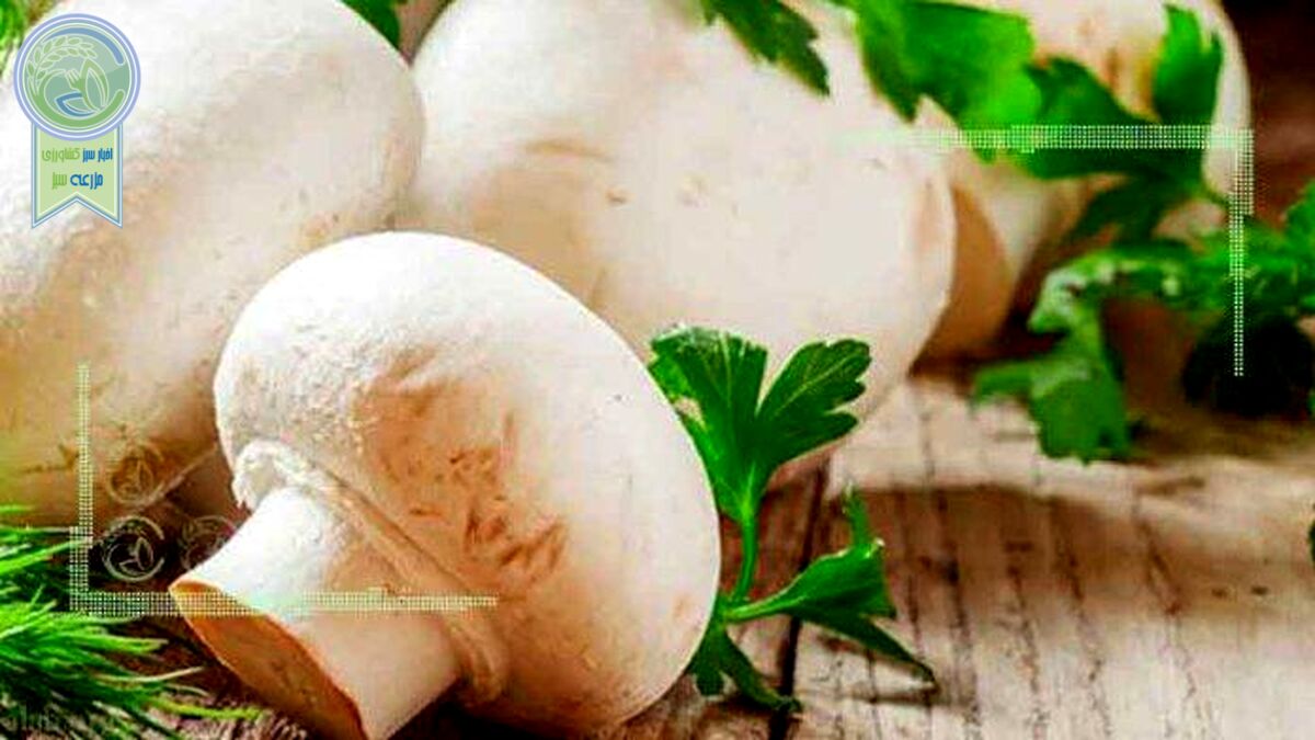 قارچ از سبد غذایی خانوار خارج شد