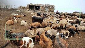 وضع اضطراری 6 میلیون راس دام در کشور