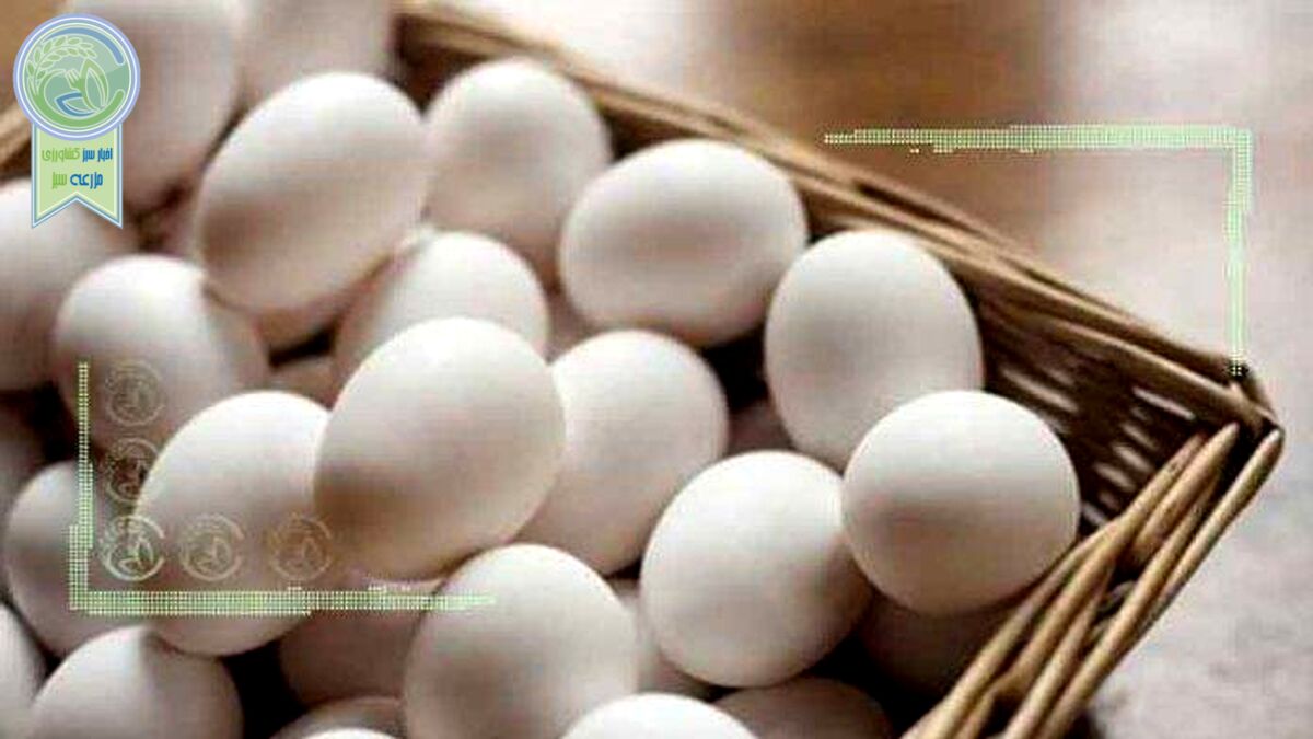 توزیع تخم مرغ های فاسد و سیاه در بازار