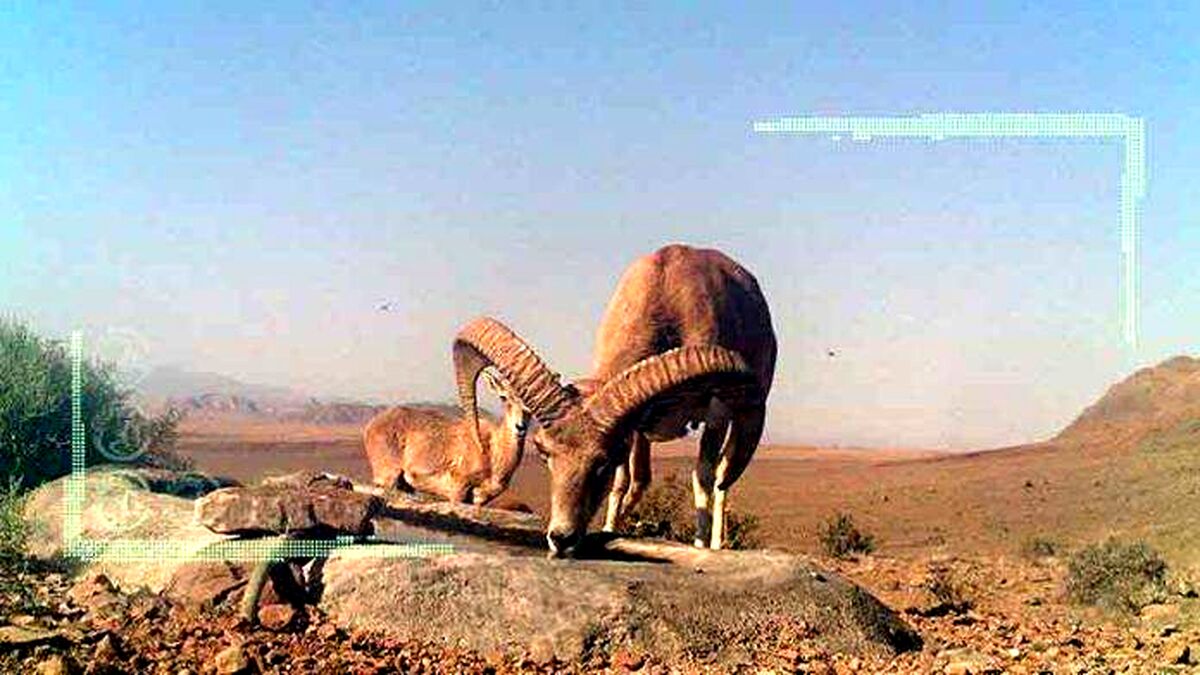 تنوع گونه‌های بیابانی و کویر در کشور