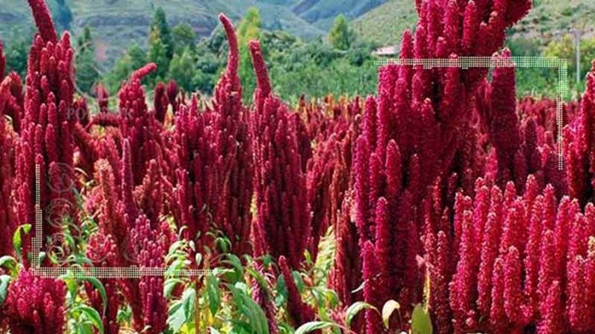 کینوا، خاویار گیاهی در ایران ناشناخته است