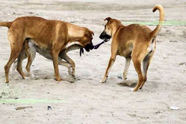 سگ‌هایی که امنیت شهروندان را چنگ می‌زنند