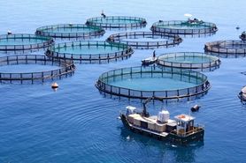 ۲ سایت پشتیبان تولید بچه ماهیان بومی برای پرورش ماهی در قفس در شمال و جنوب کشور ایجاد می‌شود