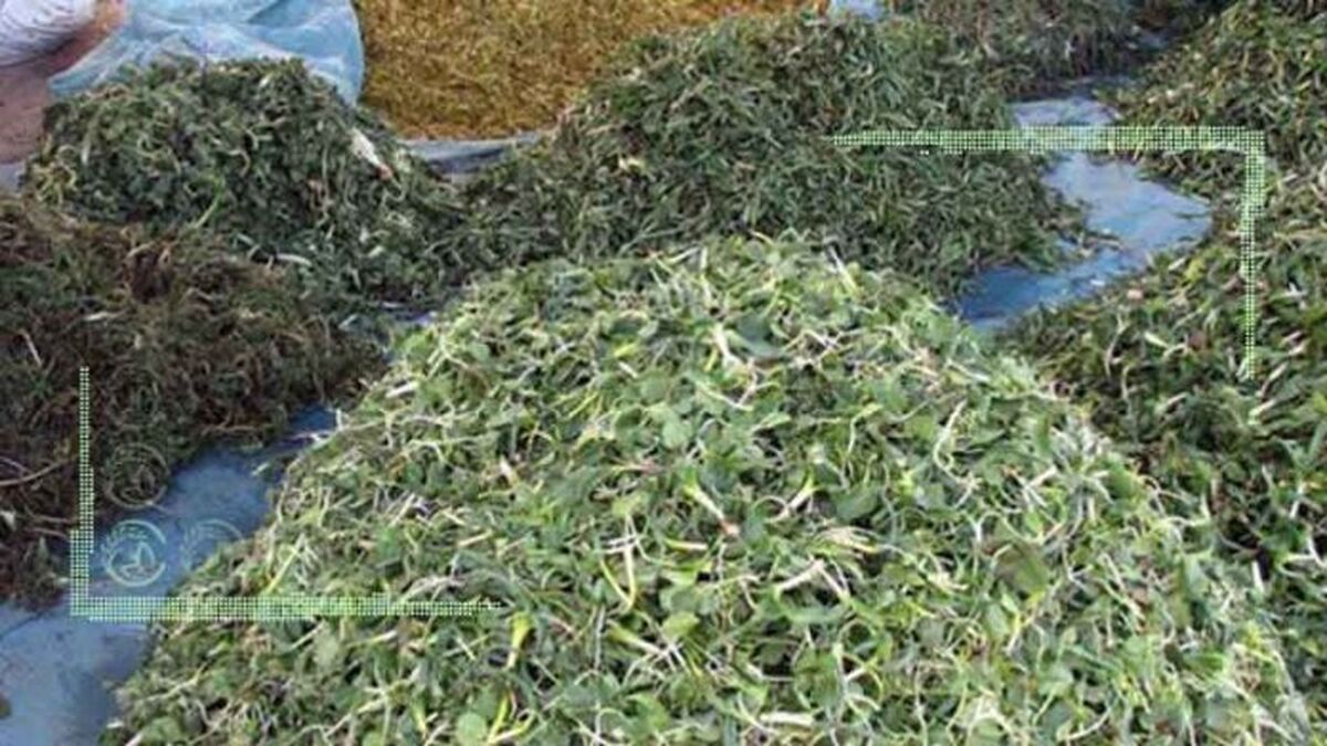برداشت ثروت‌ از دل کویر