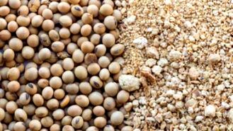 کمبود و گرانی نهاده ها زنجیرهای تولید گوشت مرغ را از هم گسسته اند.