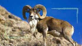 شکار بی‌رویه، بلای جان حیات وحش زاگرس