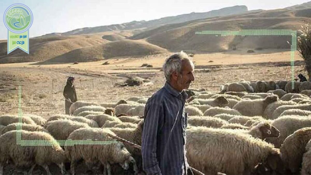 شعارهایی با هدف گشایش صادرات دام