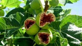 فصل انجیر پزون در باغات کویری سمنان