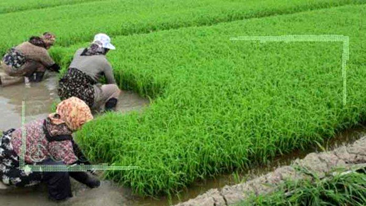 کشت جایگزین برنج در گلستان توجیه اقتصادی ندارد