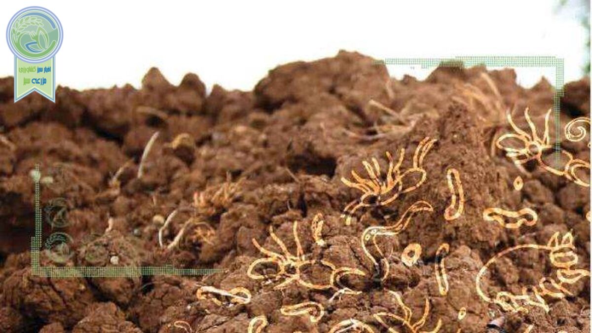 عوارض اضافه کردن قارچ‌های غیربومی به خاک