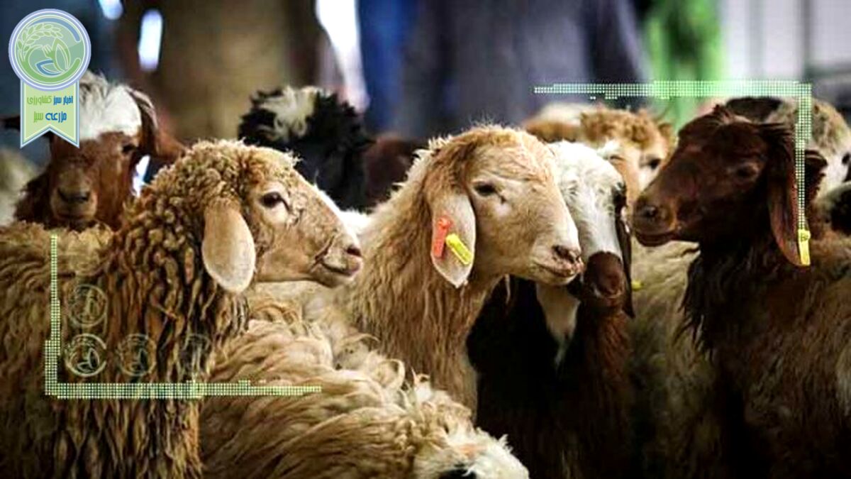 قیمت خرید دام زنده هنوز نهایی نشده است