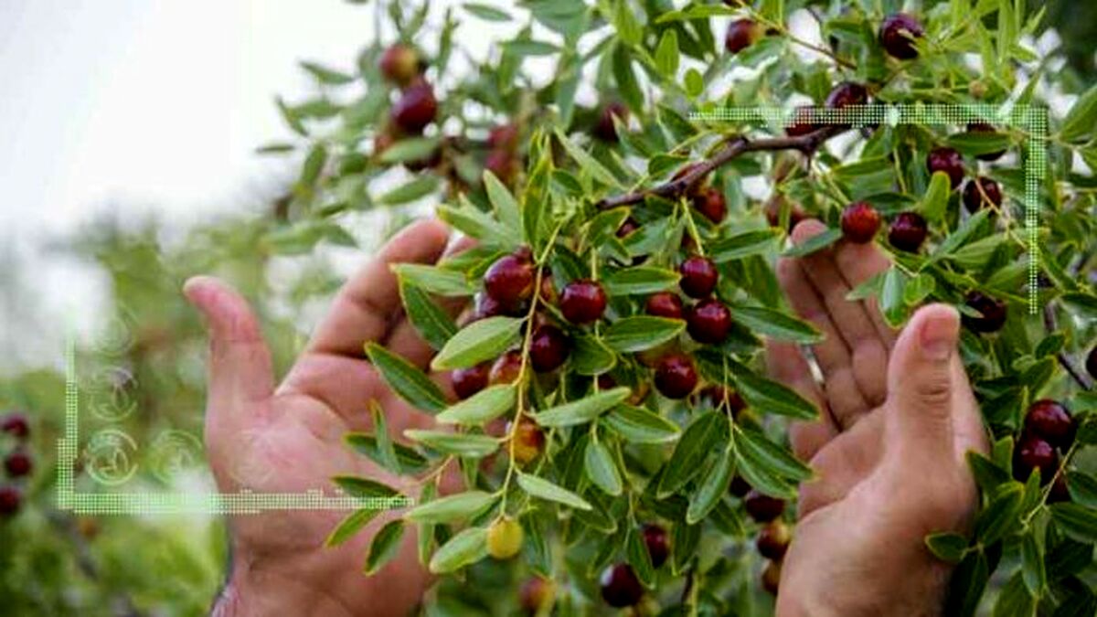 عناب خراسان شهره در جهان، غریب در خانه