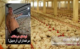 مرغداران در آتش بی‌تدبیری؛ فریاد یک مرغدار اردبیلی از نابودی ۵۵ هزار مرغ گرسنه+ویدئو