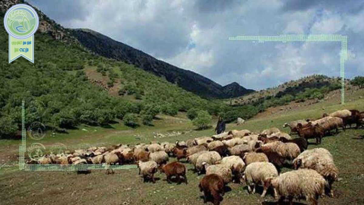 چرای ۳۶ میلیون دام در جنگل‌های زاگرس