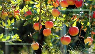 رشد 5 درصدی عملکرد محصولات باغی در مازندران