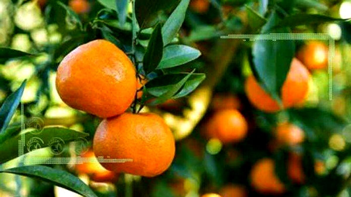 مرکبات ایران برای اولین بار به چین صادر شد