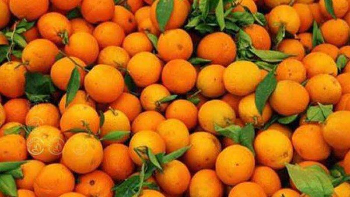 ضرورت حضور موثر و مستمر در بازار مرکبات چین