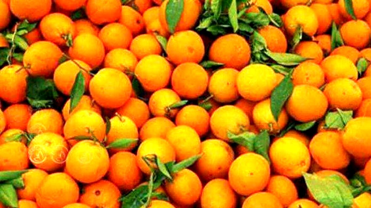 ضرورت حضور موثر و مستمر در بازار مرکبات چین