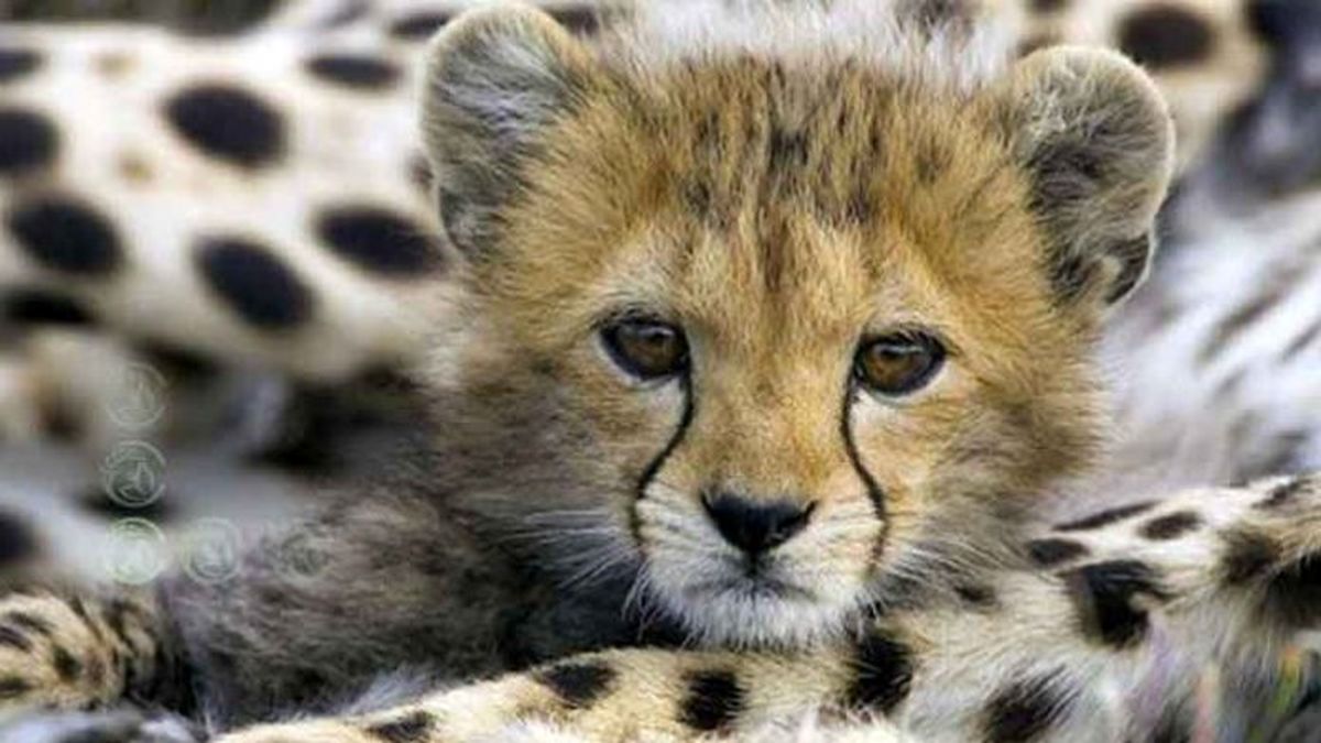 کمتر از ۴۰ یوزپلنگ در کل ایران باقی مانده