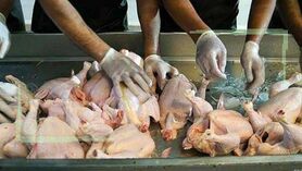 نرخ مصوب مرغ گوشتی کیلویی ۵۹ هزار و ۸۰۰ تومان