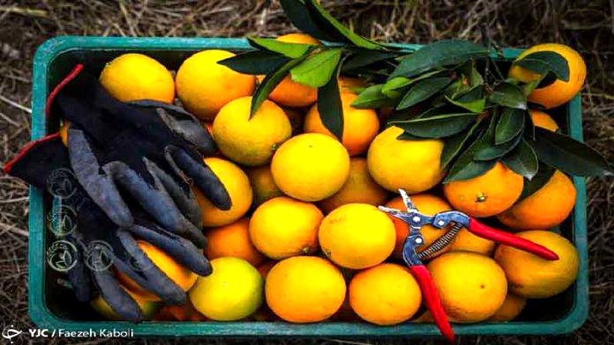 دلالان در کمین نارنگی‌های پیش رس مازندران