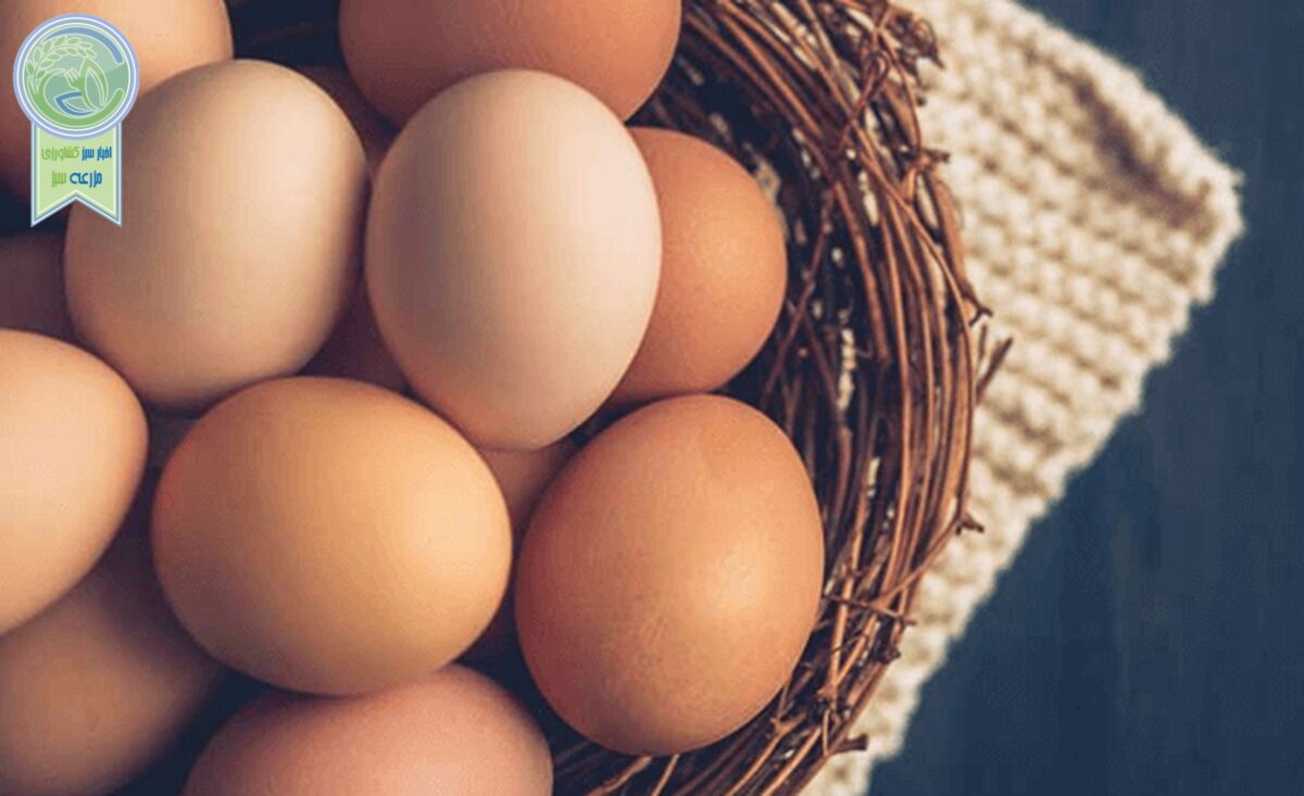 آیا باید تخم مرغ را بشویید یا خیر؟