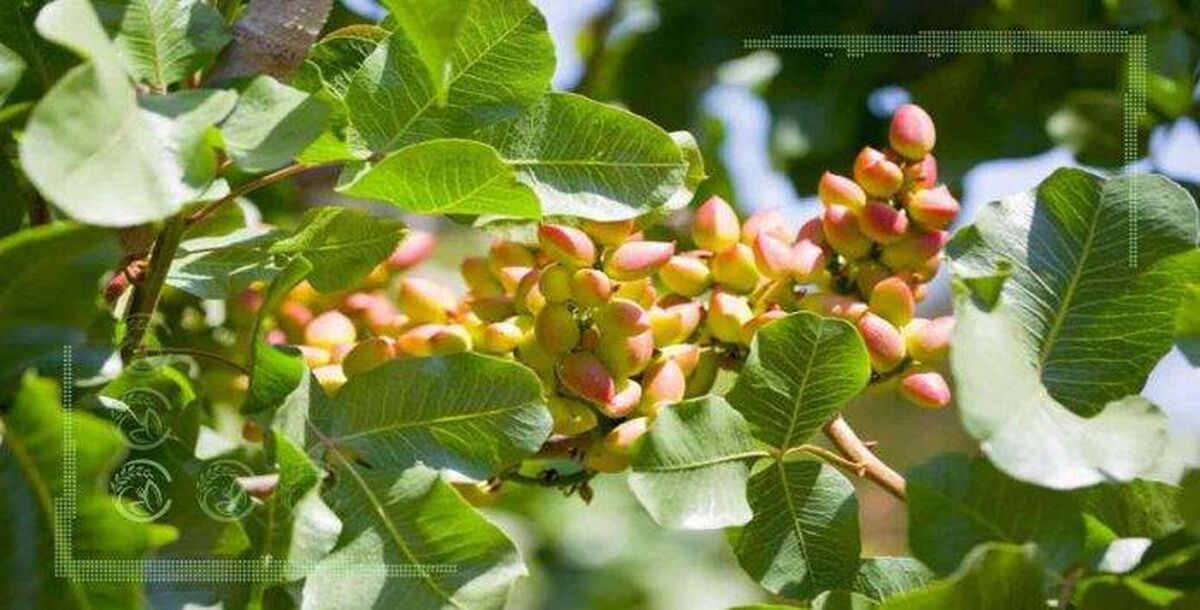 پیش بینی برداشت ۱۲۰ هزار تن پسته در سال جاری