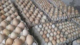 ضرر مرغداران در فروش تخم مرغ