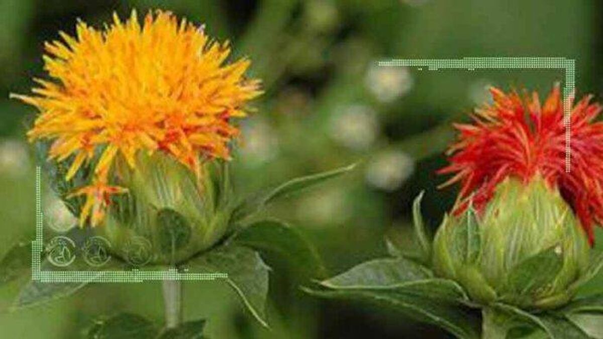 نان مزارع گلرنگ در روغن