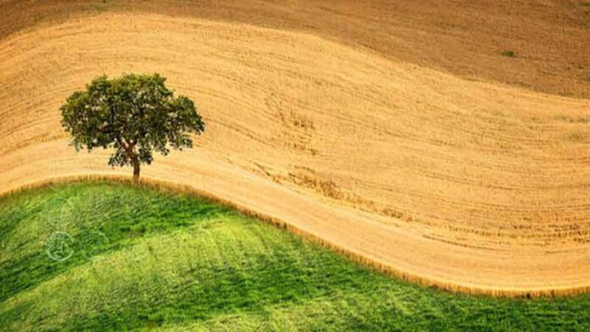 گمانه‌زنی‌هایی درباره توفیقات اجرای الگوی کشت