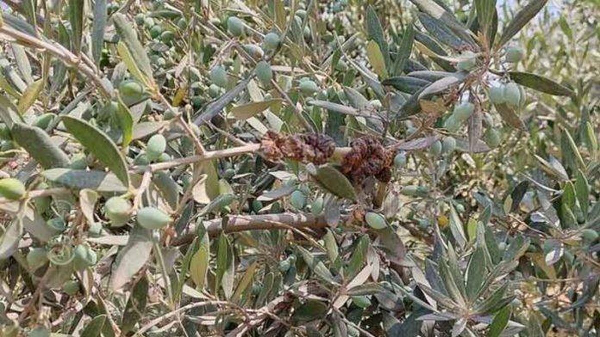 شیوع گال زیتون در باغات گلستان