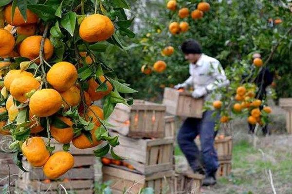 درآمد ارزی ۳ میلیارد دلاری محصولات باغبانی در کشور
