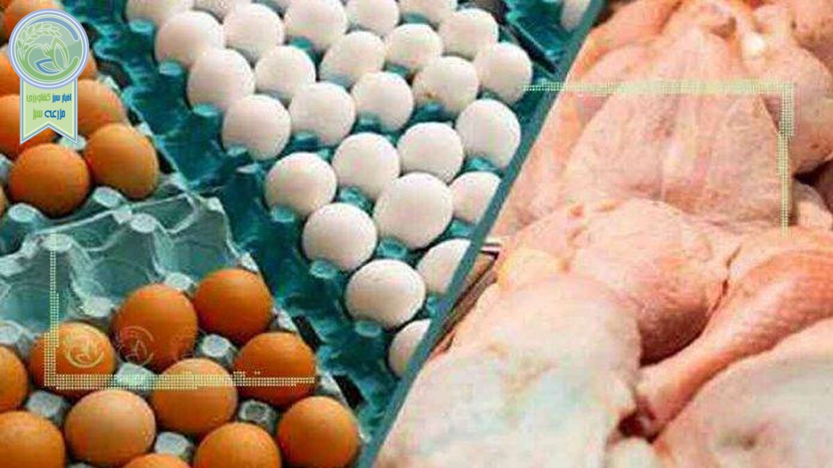 نابودی صدها هزار تخم مرغ برای افزایش قیمت مرغ