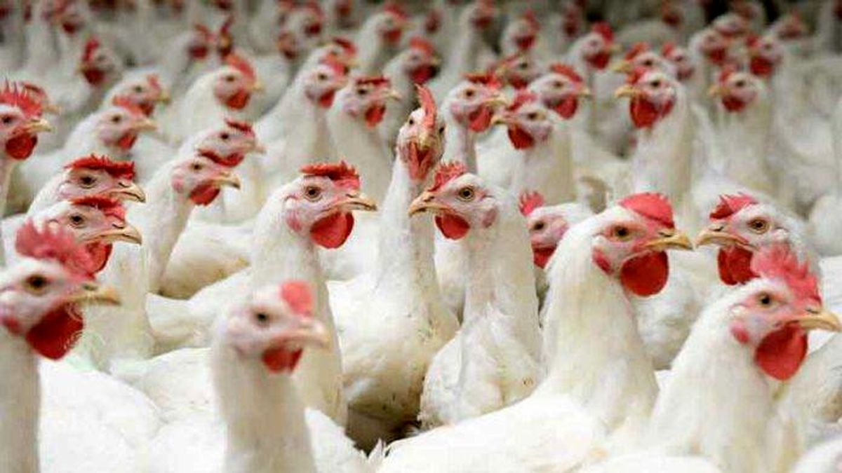 قیمت انواع مرغ در ۳۰ مهر ۱۴۰۱