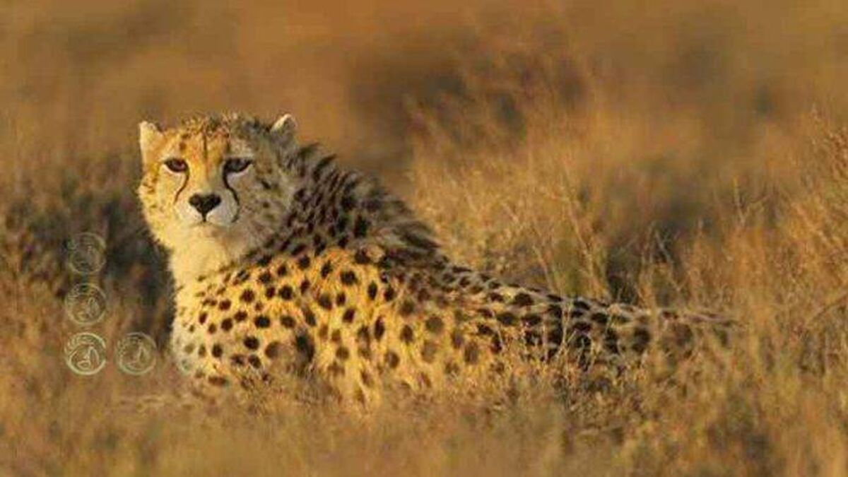 چالش‌های گونه‌های کلیدی حیات وحش