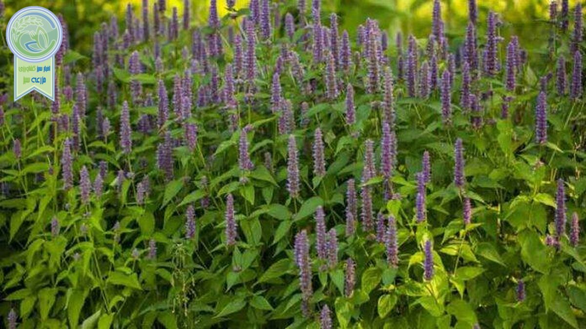 گیاهان دارویی در بند خام فروشی