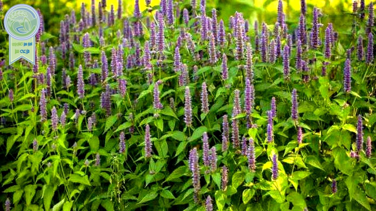 گیاهان دارویی در بند خام فروشی
