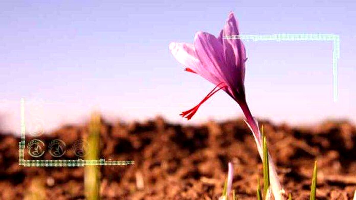 خشکسالی به مزارع زعفران رسید