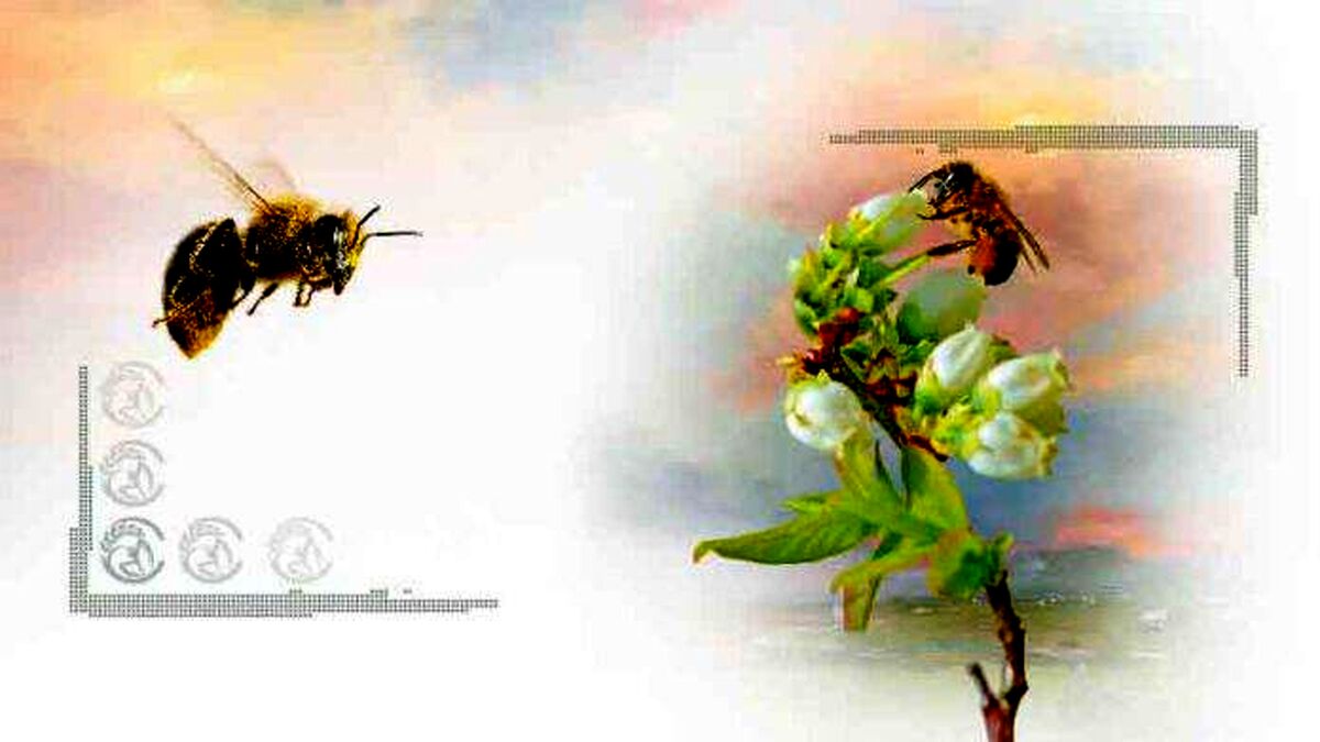 از حشره عسل‌ساز چه می‌دانید