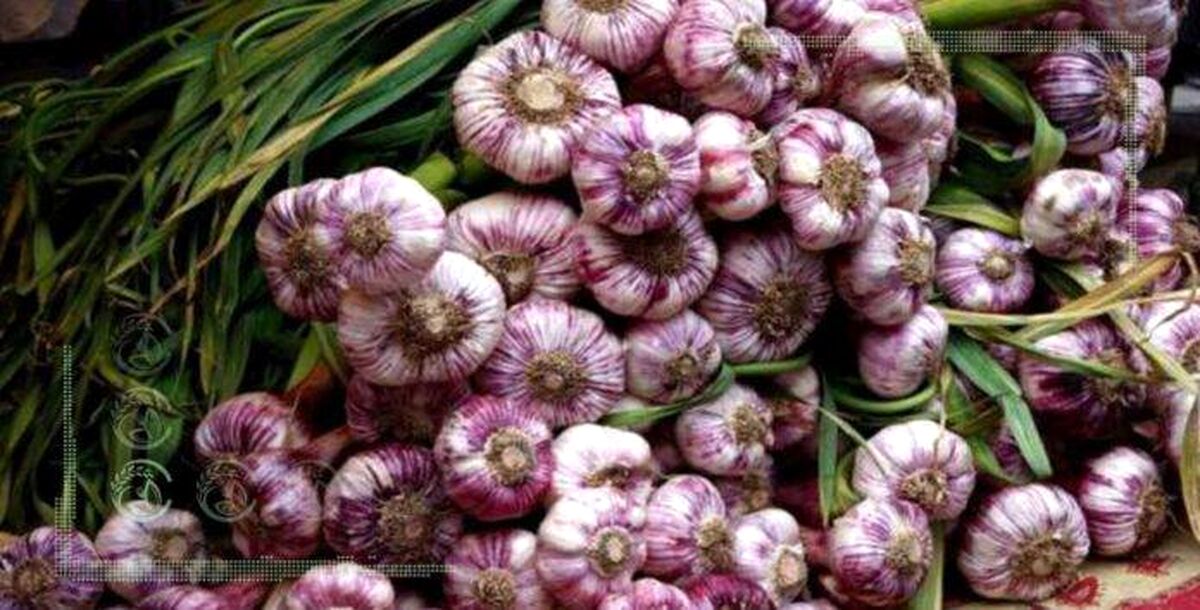 تنها ۱۵ درصد سیر تولیدی صادر شد