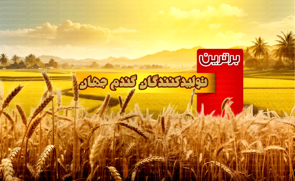 برترین تولیدکنندگان گندم جهان

