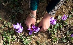 قاچاق ماهانه ۱۰ تن زعفران به خارج از کشور

