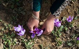 قاچاق ماهانه ۱۰ تن زعفران به خارج از کشور

