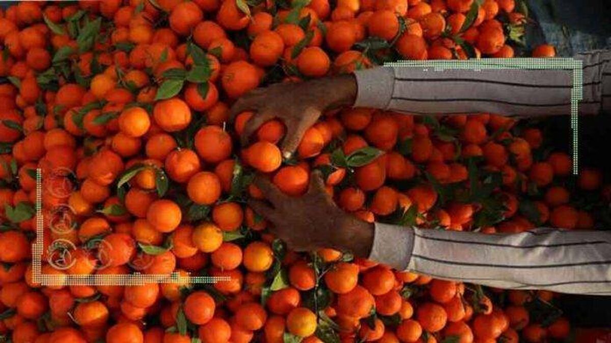 ناپایداری در صادرات غم جدید باغداران
