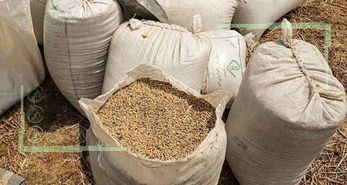 گندم کشور برای ۷ ماه آینده تامین است