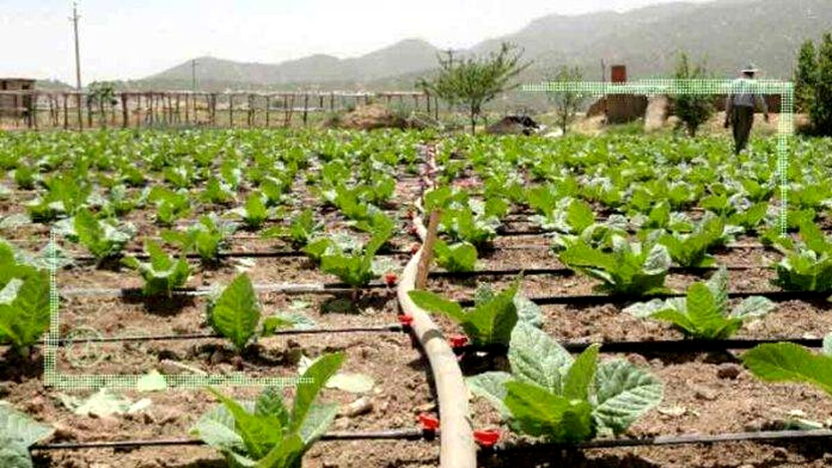 تبدیل گندمزارها به باغ
