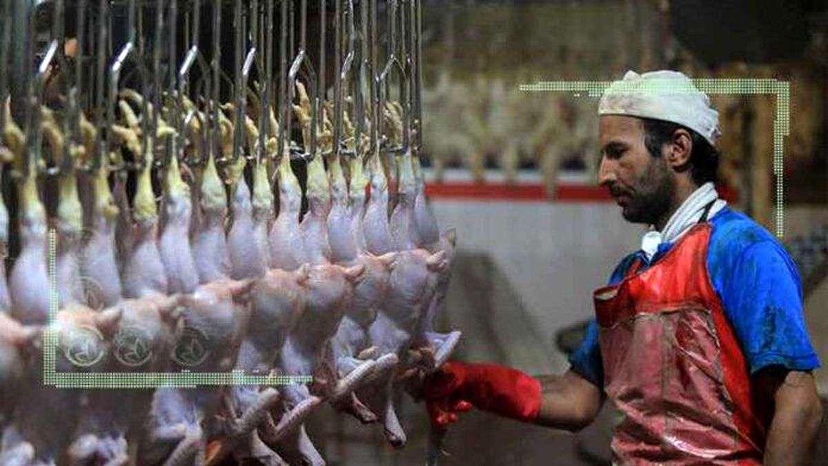 افزایش تولید و کاهش قیمت مرغ در راه است؟