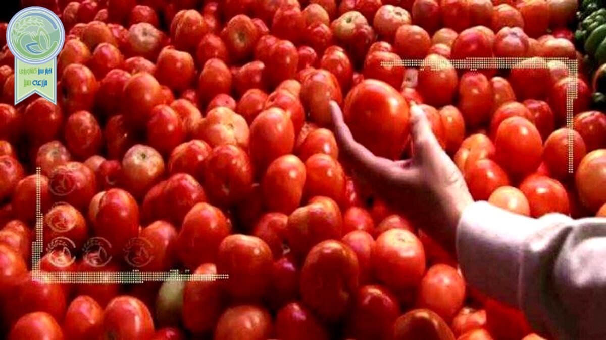 افزایش ۵۰ درصدی قیمت گوجه فرنگی