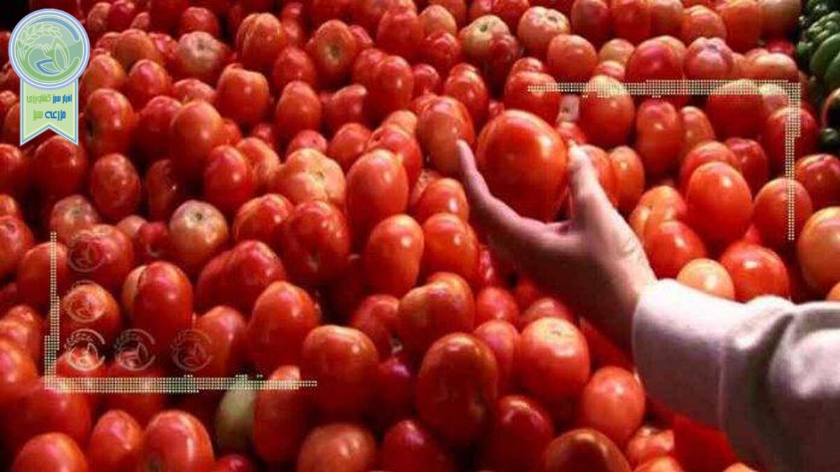 افزایش ۵۰ درصدی قیمت گوجه فرنگی